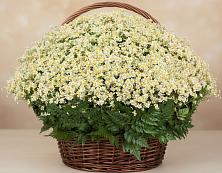 Цветочная композиция из Ромашки в корзине #REPLACE_PRED# Тёплом